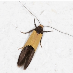 Hemibela hemicalypta at Melba, ACT - 2 Dec 2024 10:46 PM