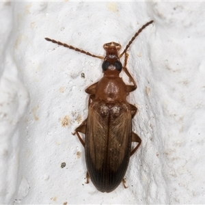 Euomma lateralis (Comb-clawed beetle) at Melba, ACT by kasiaaus