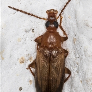 Euomma lateralis at Melba, ACT - 2 Dec 2024 10:50 PM