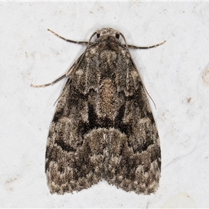 Nola tetralopha at Melba, ACT - 2 Dec 2024 10:56 PM