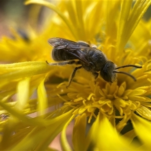 Lasioglossum (Chilalictus) lanarium at Hackett, ACT - 4 Dec 2024