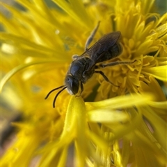 Lasioglossum (Chilalictus) lanarium at Hackett, ACT - 4 Dec 2024