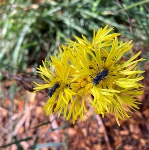 Lasioglossum (Chilalictus) lanarium at Hackett, ACT - 4 Dec 2024