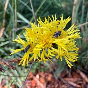 Lasioglossum (Chilalictus) lanarium at Hackett, ACT - 4 Dec 2024