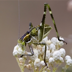 Tettigoniidae (family) (Unidentified katydid) at Bungonia, NSW - 26 Nov 2024 by KorinneM