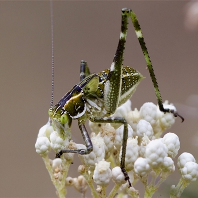 Chlorodectes sp. (genus) at Bungonia, NSW - 26 Nov 2024 by KorinneM