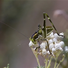 Tettigoniidae (family) at Bungonia, NSW - 26 Nov 2024 03:45 PM