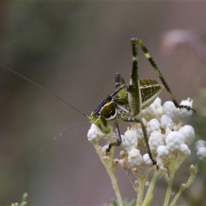 Tettigoniidae (family) at Bungonia, NSW - 26 Nov 2024 03:45 PM