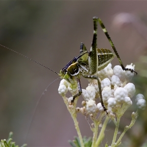 Tettigoniidae (family) at Bungonia, NSW - 26 Nov 2024 03:45 PM