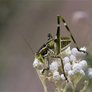 Tettigoniidae (family) at Bungonia, NSW - 26 Nov 2024 03:45 PM