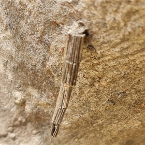 Lepidoscia arctiella at Symonston, ACT - 4 Dec 2024