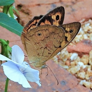 Heteronympha merope at Goulburn, NSW - 2 Dec 2024 03:49 PM