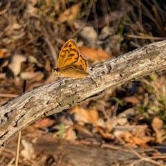 Heteronympha merope (Common Brown Butterfly) at Kenny, ACT - 2 Dec 2024 by sbittinger