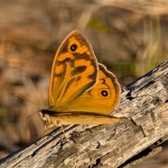 Heteronympha merope at Kenny, ACT - 2 Dec 2024 06:21 AM