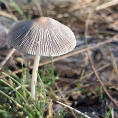 Coprinellus etc. (An Inkcap) at Watson, ACT - 1 Dec 2024 by sbittinger