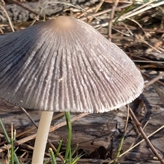 Coprinellus etc. at Watson, ACT - 2 Dec 2024