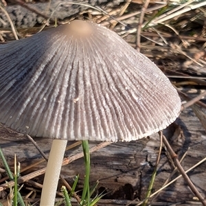 Coprinellus etc. at Watson, ACT - 2 Dec 2024