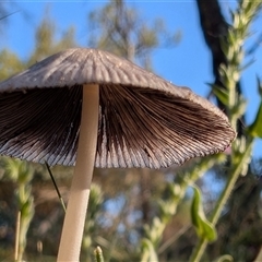 Coprinellus etc. at Watson, ACT - 2 Dec 2024