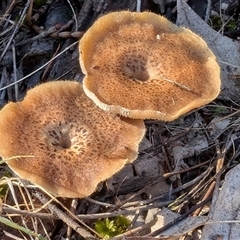 Lentinus arcularius (Fringed Polypore) at Watson, ACT - 2 Dec 2024 by sbittinger