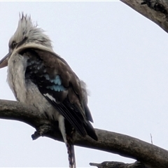 Dacelo novaeguineae (Laughing Kookaburra) at Majura, ACT - 4 Dec 2024 by sbittinger