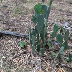 Opuntia stricta (Common Prickly Pear) at Watson, ACT - 3 Dec 2024 by sbittinger