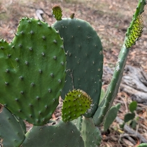 Opuntia stricta at Watson, ACT - 4 Dec 2024 10:43 AM