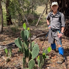 Opuntia stricta at Watson, ACT - 4 Dec 2024 10:43 AM