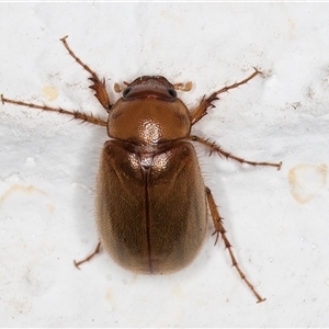 Melolonthinae sp. (subfamily) at Melba, ACT - 2 Dec 2024