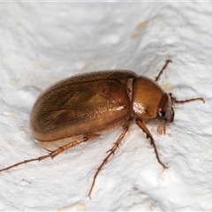 Melolonthinae sp. (subfamily) at Melba, ACT - 2 Dec 2024