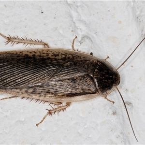 Calolampra sp. (genus) (Bark cockroach) at Melba, ACT by kasiaaus