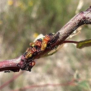 Eurymeloides pulchra (Gumtree hopper) at Kambah, ACT by LinePerrins