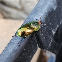 Lamprima aurata (Golden stag beetle) at Torrens, ACT - 4 Dec 2024 by MandaK