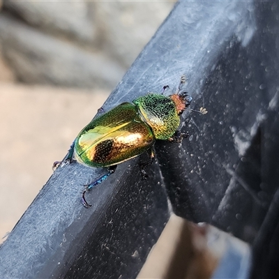 Lamprima aurata (Golden stag beetle) at Torrens, ACT - 4 Dec 2024 by MandaK