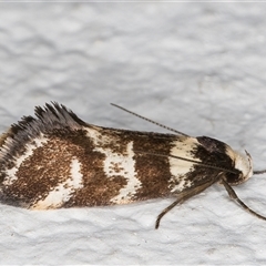 Isomoralla eriscota (A concealer moth) at Melba, ACT - 2 Dec 2024 by kasiaaus