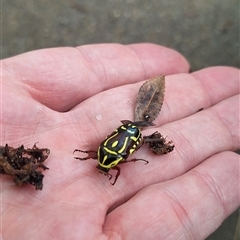 Eupoecila australasiae (Fiddler Beetle) at Wanniassa, ACT - 3 Dec 2024 by NickDaines