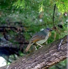 Ptilonorhynchus violaceus (Satin Bowerbird) at Monash, ACT - 4 Dec 2024 by MartinC