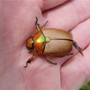 Anoplognathus brunnipennis (Green-tailed Christmas beetle) at Penrose, NSW by Aussiegall