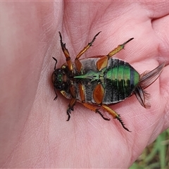 Anoplognathus brunnipennis at Penrose, NSW - 4 Dec 2024