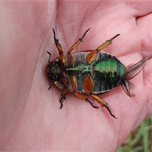 Anoplognathus brunnipennis at Penrose, NSW - 4 Dec 2024