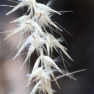 Rytidosperma sp. at Yackandandah, VIC by KylieWaldon