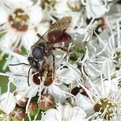 Unidentified Bee (Hymenoptera, Apiformes) at Yackandandah, VIC - 1 Dec 2024 by KylieWaldon