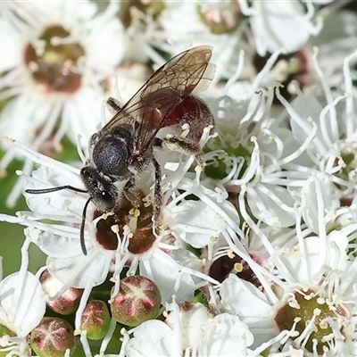 Unverified Bee (Hymenoptera, Apiformes) at Yackandandah, VIC - 2 Dec 2024 by KylieWaldon