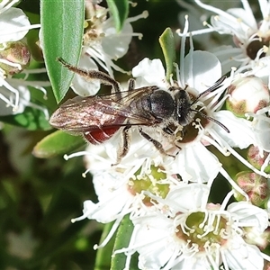 Unidentified Bee (Hymenoptera, Apiformes) at Yackandandah, VIC by KylieWaldon