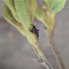 Salticidae (family) at Mount Kembla, NSW - 4 Dec 2024 by BackyardHabitatProject