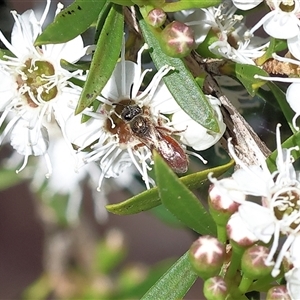 Unidentified Bee (Hymenoptera, Apiformes) at Yackandandah, VIC by KylieWaldon