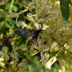 Amata (genus) (Handmaiden Moth) at Mount Kembla, NSW - 4 Dec 2024 by BackyardHabitatProject