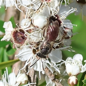 Apis mellifera at Yackandandah, VIC by KylieWaldon