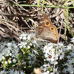 Junonia villida (Meadow Argus) at Yackandandah, VIC - 1 Dec 2024 by KylieWaldon