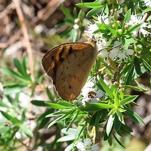 Heteronympha merope at Yackandandah, VIC - 2 Dec 2024 08:15 AM