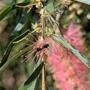 Hylaeinae (subfamily) (Masked bee, Hylaeine bee) at Mount Kembla, NSW by BackyardHabitatProject